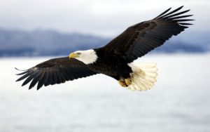 bald_eagle-1541817